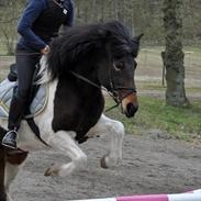 Islænder lotta vom groenholm