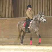 Anden særlig race nero (elev hest)