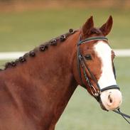 DSP Bæklunds Cecchetti (Solgt)