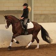 DSP Bæklunds Cecchetti (Solgt)