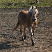 Haflinger Røgtergårdens Laika - SOLGT d. 18.2.13