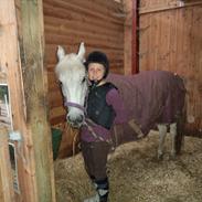 Hollandsk Sportspony Kitty