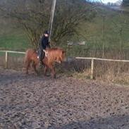 Islænder Lea fra Stoubjerg