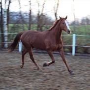 Fuldblod (XX) Rose Muwasim