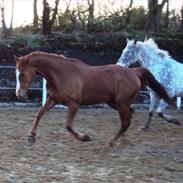 Fuldblod (XX) Rose Muwasim