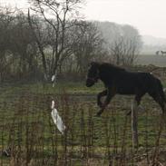 Islænder Blængur fra Lyskjær