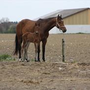 Dansk Varmblod Holtegårdens Please Me