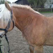 Haflinger Til minde om Sille