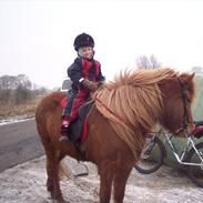 Islænder kylja fra starreklinte