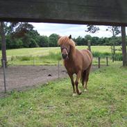 Islænder kylja fra starreklinte