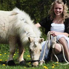 Shetlænder Sandagers Elvis