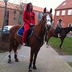 Trakehner Portlandas