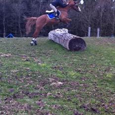 Trakehner Portlandas