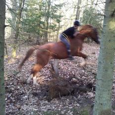 Trakehner Portlandas