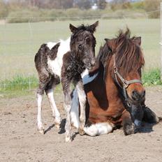 Shetlænder Lilje