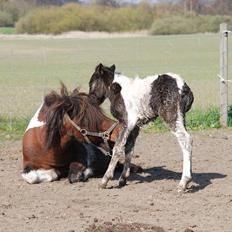 Shetlænder Lilje