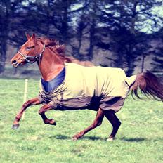 Anden særlig race Sunny Sunshine