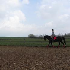 Dansk Varmblod Bomgårdens Black Pearl