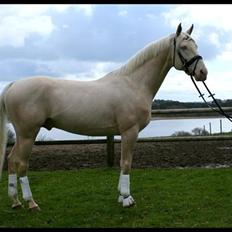 Palomino Kærgaardens Dom Perignon