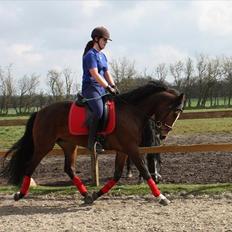 New Forest Holmens Rebus