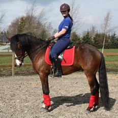 New Forest Holmens Rebus