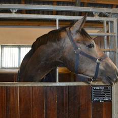 Trakehner Ferrero