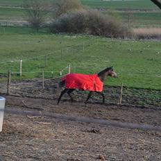 Trakehner Ferrero