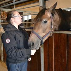 Trakehner Ferrero