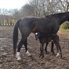 Holstener Loutiana B. [RIP]