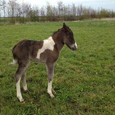 Anden særlig race Miracle Diamond