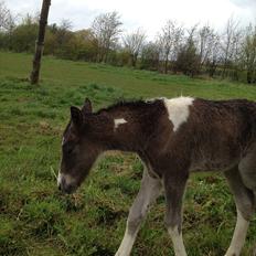 Anden særlig race Miracle Diamond