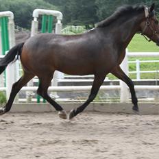 Belgisk Sportspony Valentin