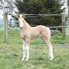 Welsh Cob (sec D) Naseba´s Elektra