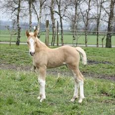 Welsh Cob (sec D) Naseba´s Elektra