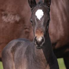 Trakehner Finest Edition