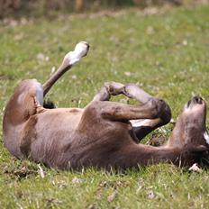 Trakehner Finest Edition