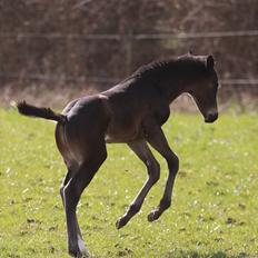 Trakehner Finest Edition