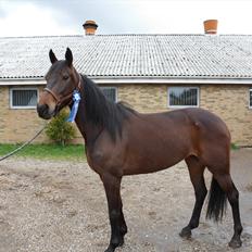 Traver Risa  (passer)