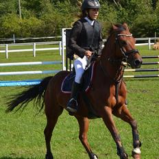 New Forest Filur <3 - B PONY