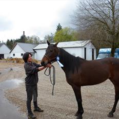 Traver Risa  (passer)