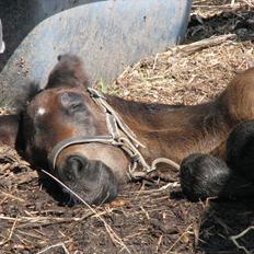 Oldenborg Galant/Galanzo