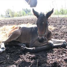 Oldenborg Galant/Galanzo