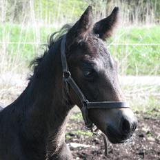 Oldenborg Galant/Galanzo