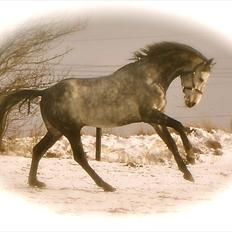 Dansk Varmblod Charming Mr. Willemann