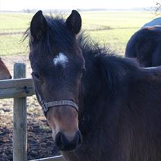 Anden særlig race Wasabi