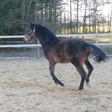 Anden særlig race Wasabi