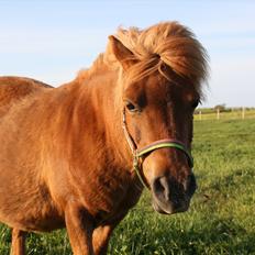 Shetlænder Lulu Bomlund Solgt