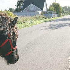 Islænder Blængur fra Lyskjær