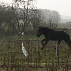 Islænder Blængur fra Lyskjær