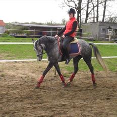 Tysk Sportspony Millenium Rose "Pony"